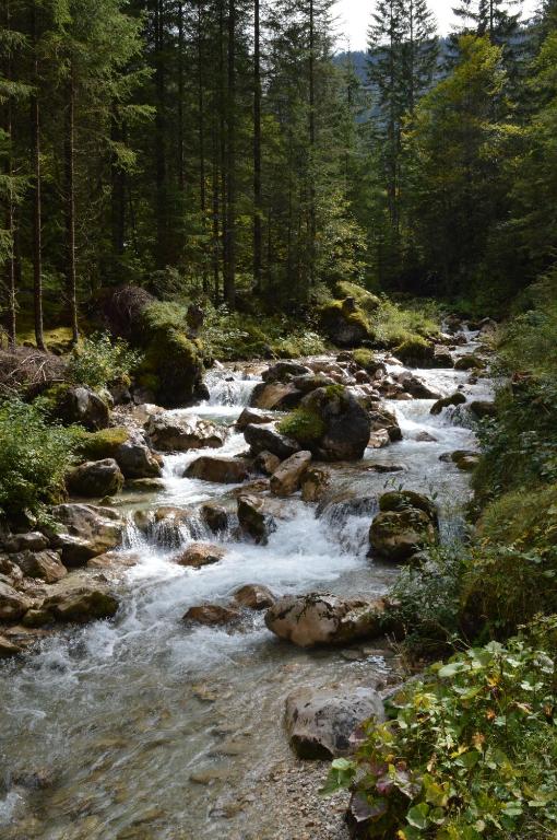 Príroda v okolí horskej chaty