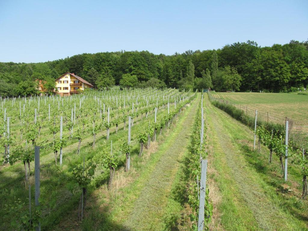 a vineyard with a house in the background at Appartement Weingut Schoberhof in Bad Gleichenberg