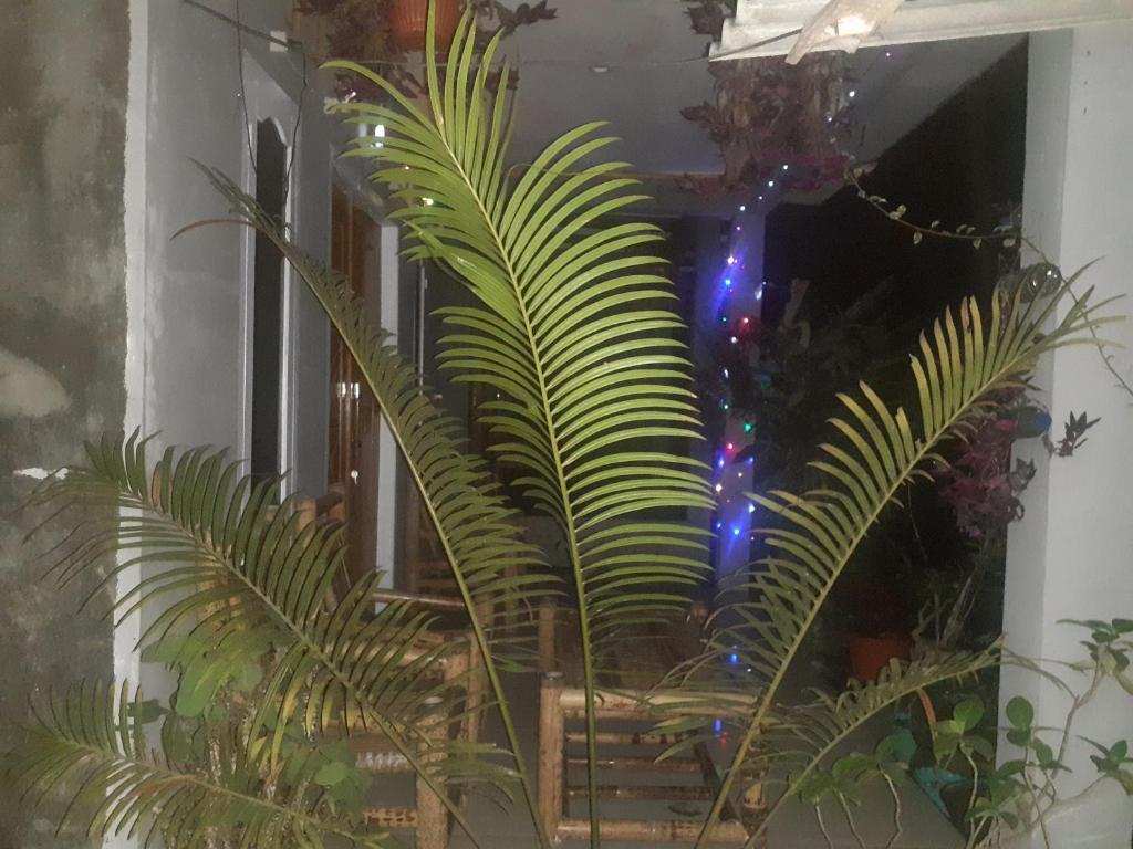 Zahrada ubytování Eltari Homestay