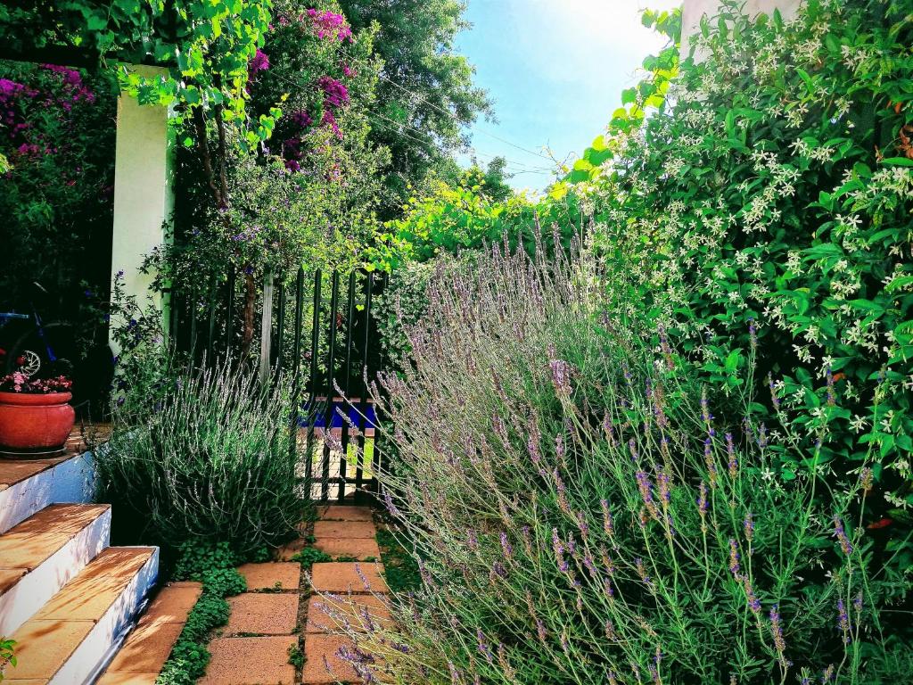 un jardin avec des plantes et une clôture dans l'établissement Sunny Lane, à Franschhoek