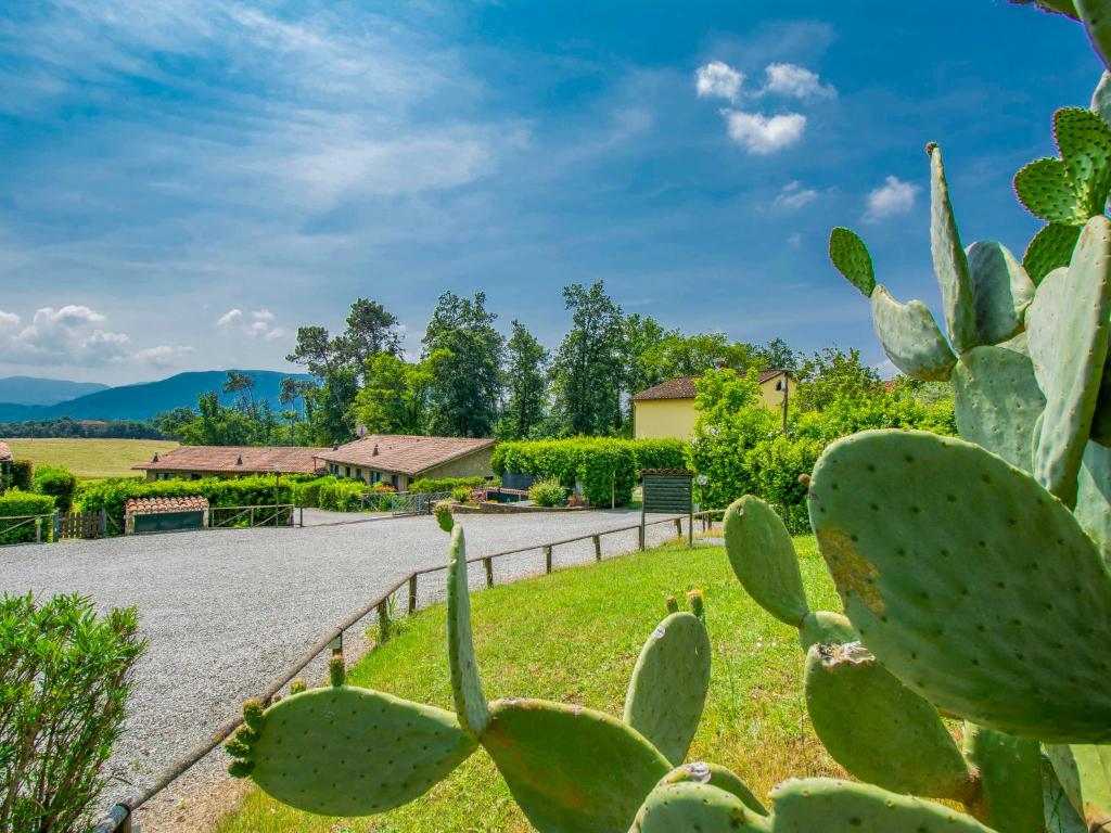 un cactus frente a una carretera en Holiday Home I Pini by Interhome, en San Macario In Piano