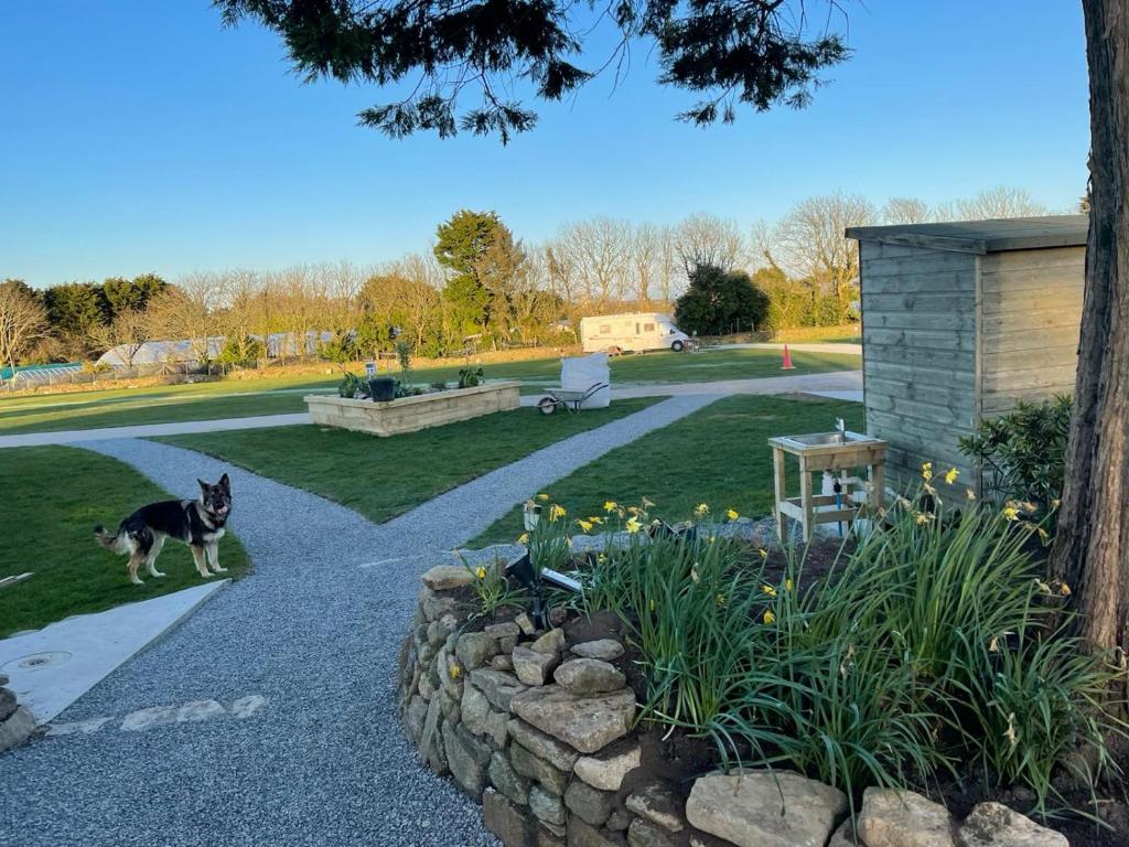 a dog walking through a garden with a stone wall at Elysian Fields B&B in Helston