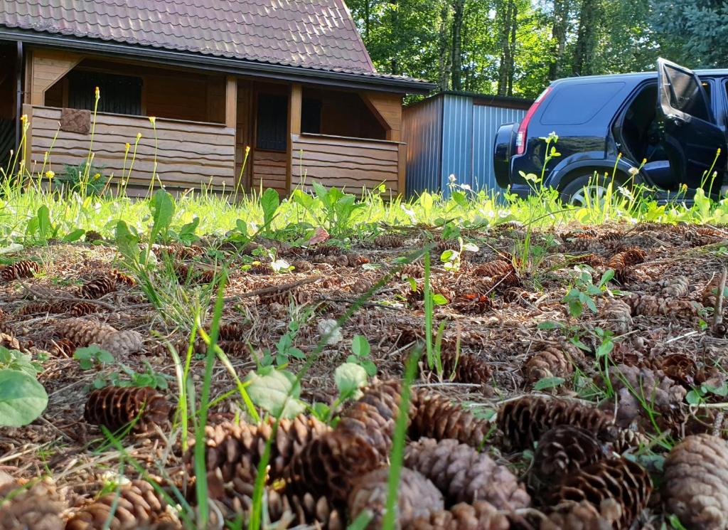 Fotografia z galérie ubytovania Malinowe Wzgórze całoroczny domek 30 km od Rzeszowa v destinácii Brzeżanka