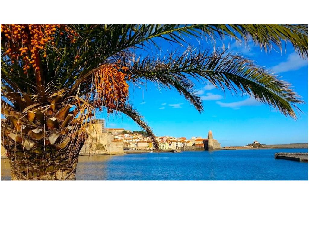 a palm tree in front of a body of water at Résidence du Soleil in Collioure
