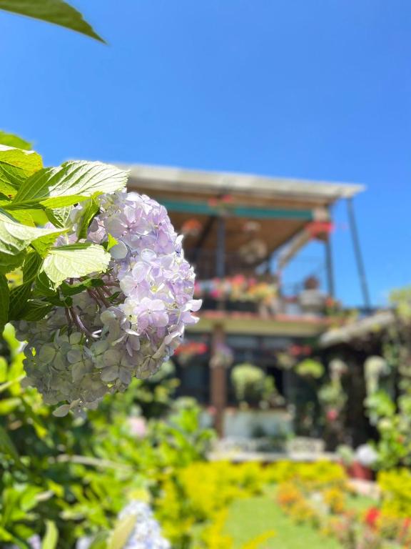 Zahrada ubytování Hotel Casa Chapultepec