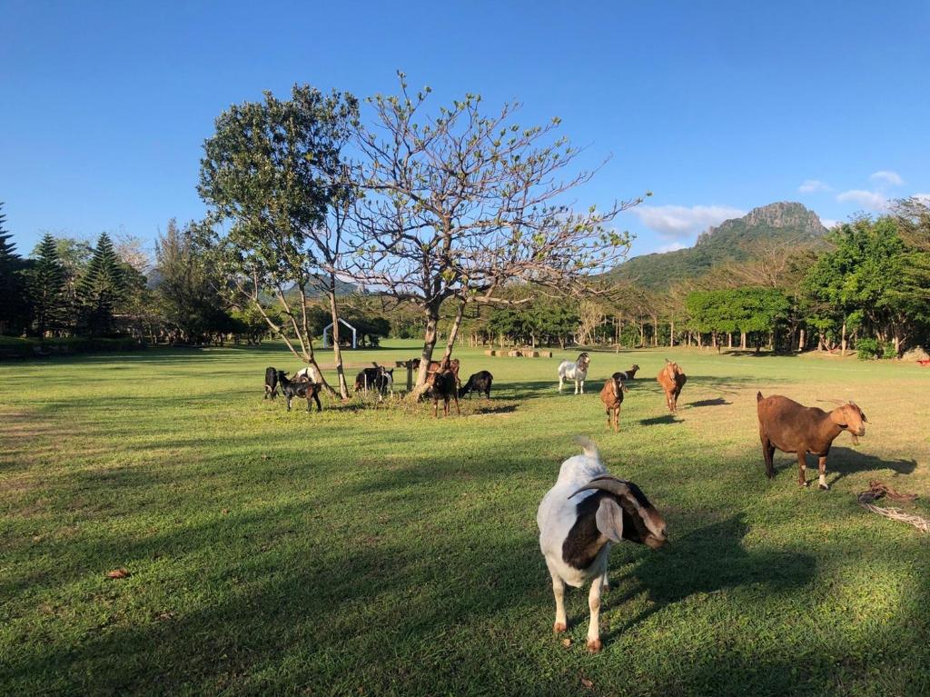 a group of animals standing in a field at Kenting Tuscany Resort in Kenting