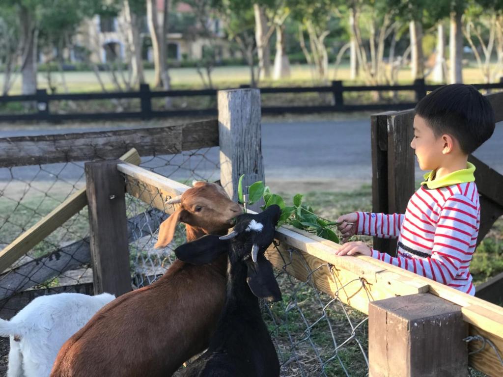 a young boy feeding a goat over a fence at Kenting Tuscany Resort in Kenting