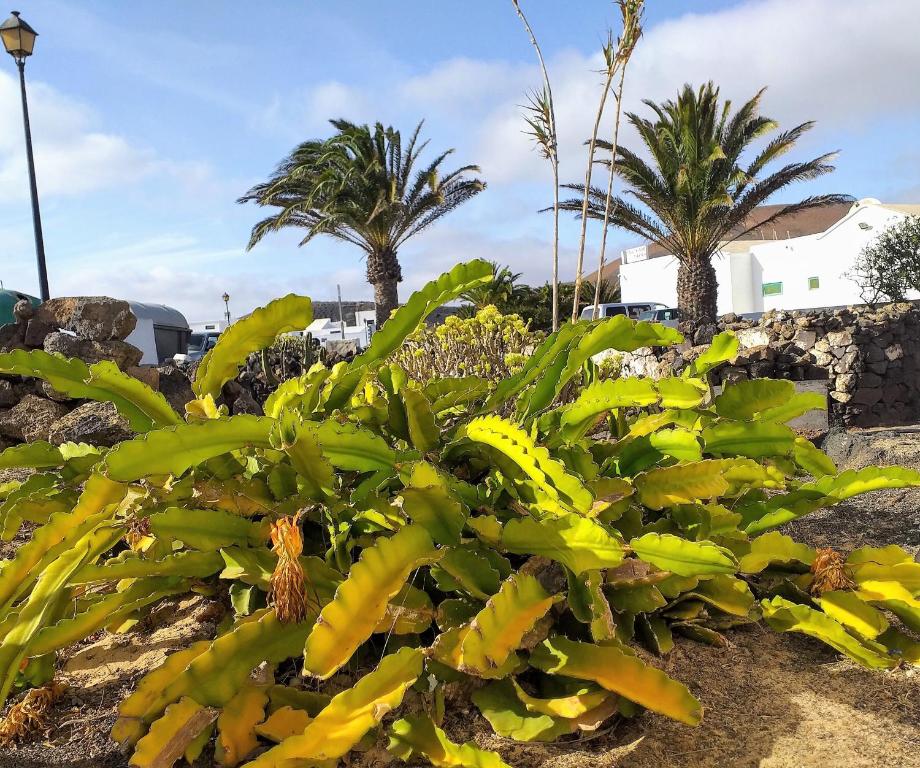 A garden outside Las Casitas Masdache