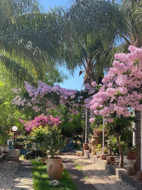a garden with pink flowering trees and palm trees at Holiday Maison Villa Arci in Giardini Naxos