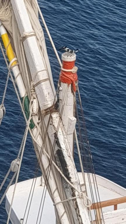 ABAZIDO Nubian Guest House - 19