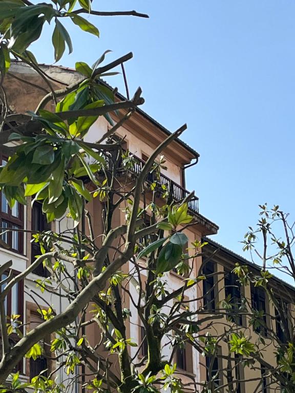 un edificio con un árbol delante de él en Apartamento Wamba - La Catedral, en Oviedo