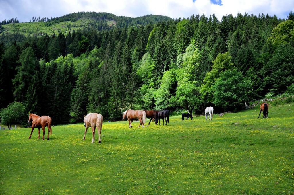 Zvieratá na farme alebo blízkom okolí