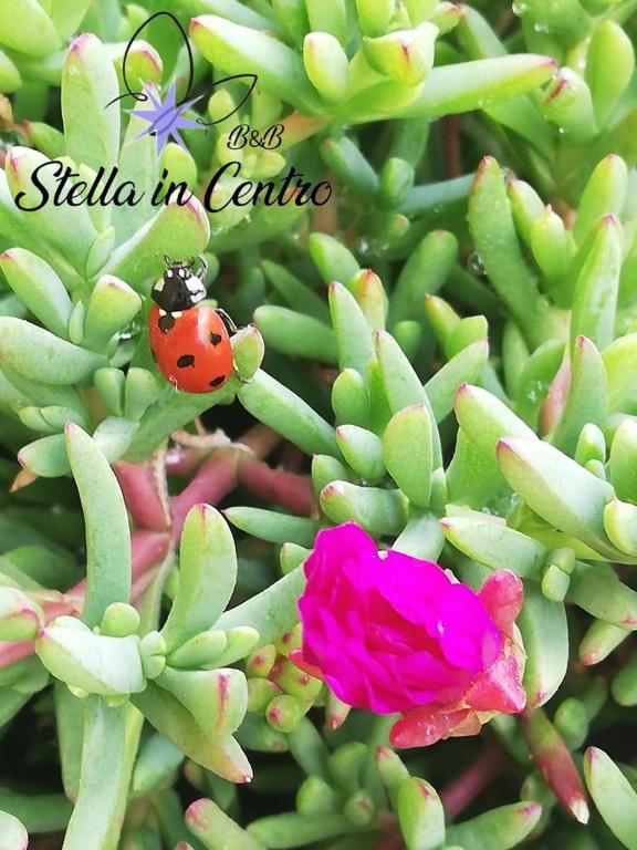 B&B Stella in Centro - 16
