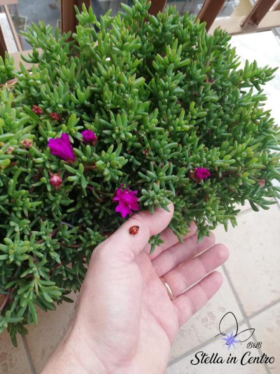 B&B Stella in Centro - 15