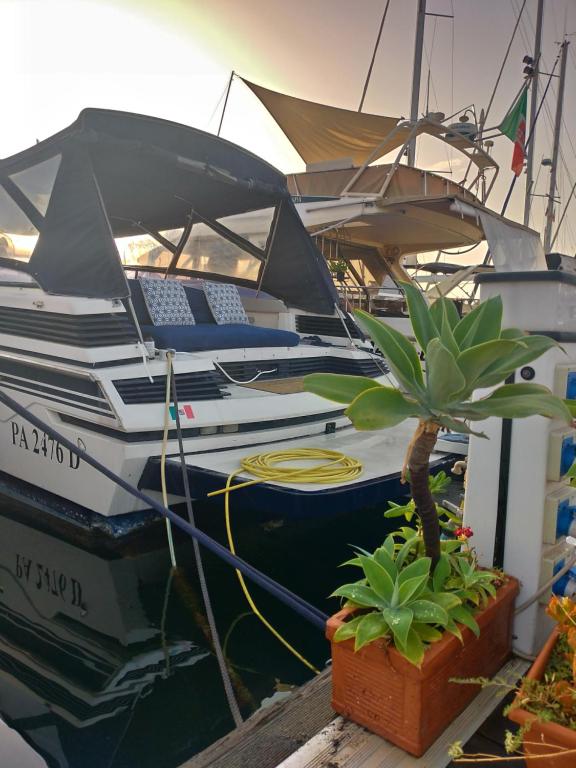een groep boten aangemeerd op een dok met een plant bij Desirè charming house boat in Palermo