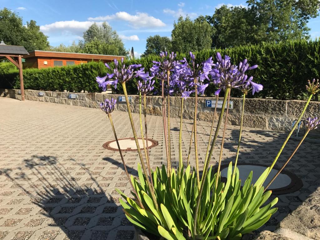 a bunch of purple flowers in a garden at Kaitzbach-Idylle in Dresden