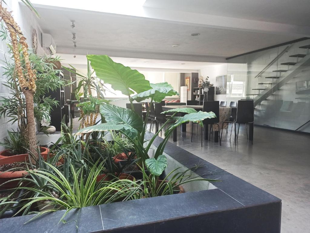 Una habitación con un montón de plantas. en loft CARRASKETA, en Alfafara