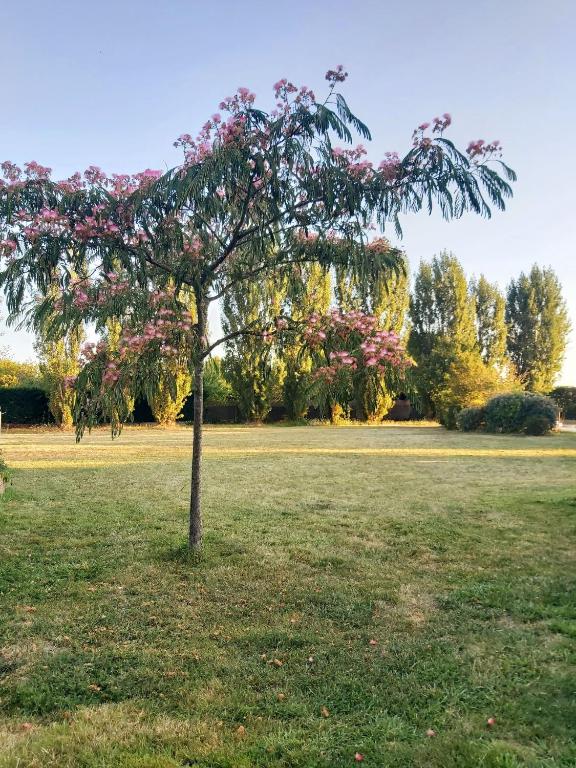 Zahrada ubytování L Amalia au cœur des Châteaux de la Loire et du zoo de Beauval