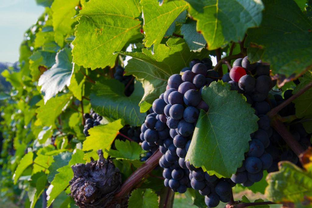 Mynd úr myndasafni af Weingut Schwarzl í Ratsch an der Weinstraße