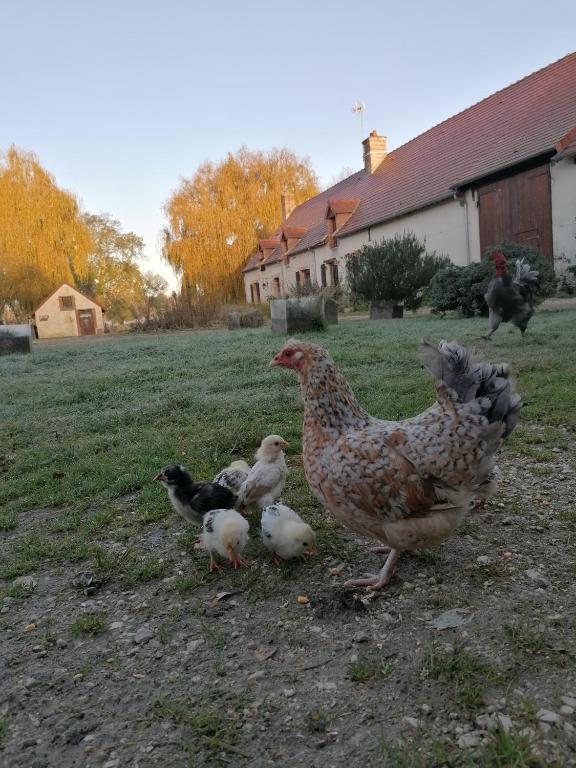 a group of chickens and ducks in a yard at L&#39;auberge 10 à 15 pers 30min zoo beauval chambord cheverny in Langon