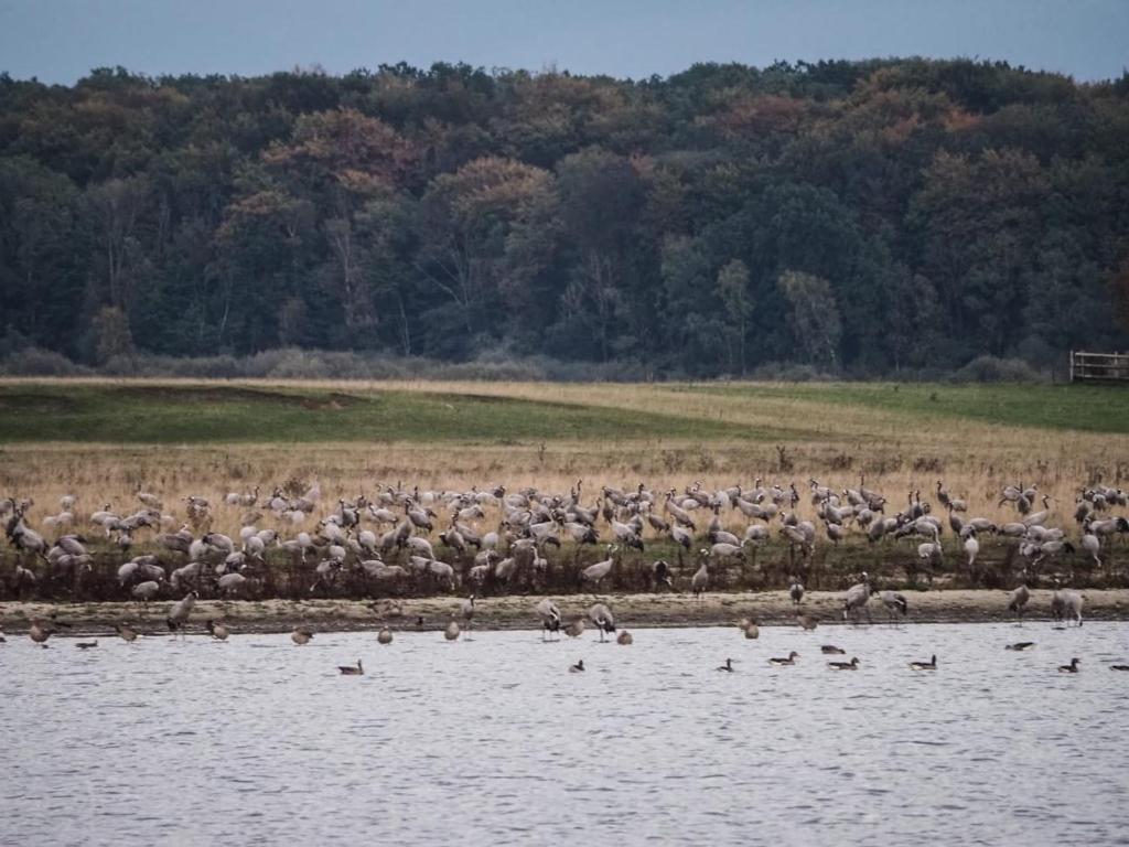 a large flock of birds standing in the water at Müritzblick am Wünnow in Röbel