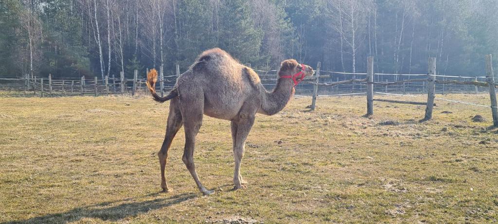 Zvieratá na farme alebo blízkom okolí