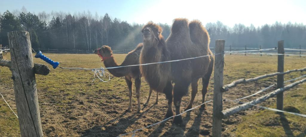 Zvieratá na farme alebo blízkom okolí