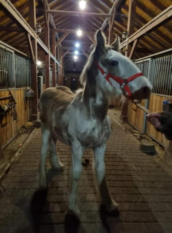 Zvieratá na farme alebo blízkom okolí