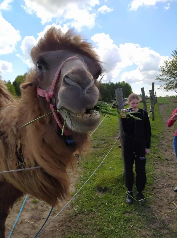 Zvieratá na farme alebo blízkom okolí