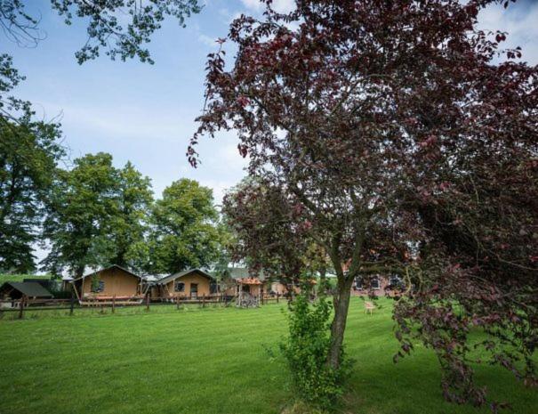 een boom in een veld met huizen op de achtergrond bij Buiten aan de Baak in Steenbergen