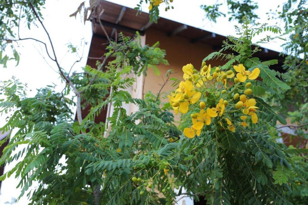 Zahrada ubytování Lolu Village Resort