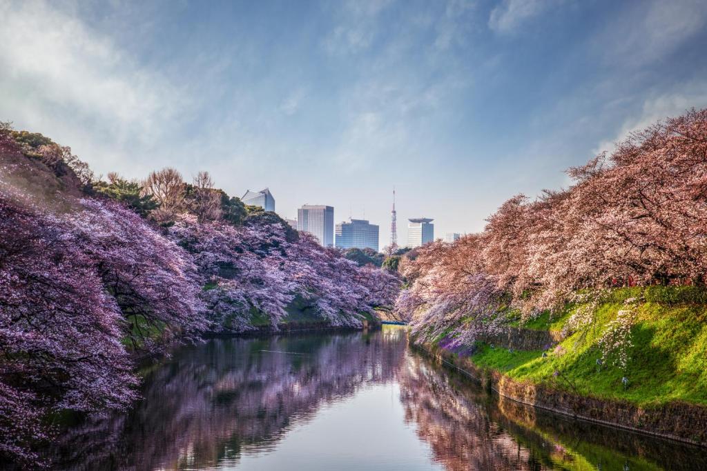 un río con árboles floridos y una ciudad en el fondo en Four Seasons Hotel Tokyo at Otemachi, en Tokio