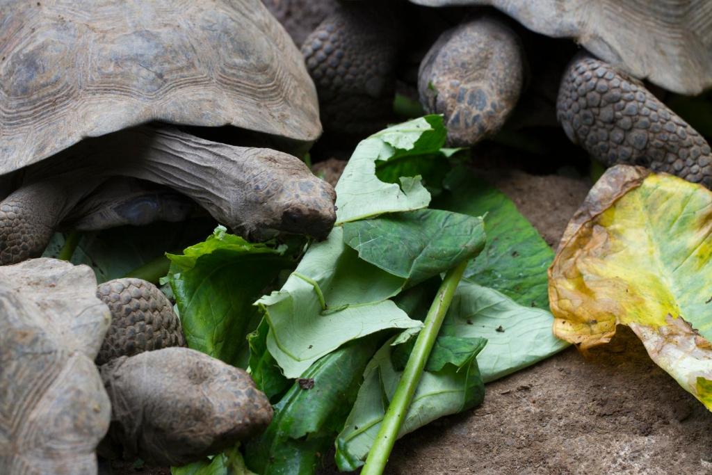 Zvířata v hostelu nebo okolí