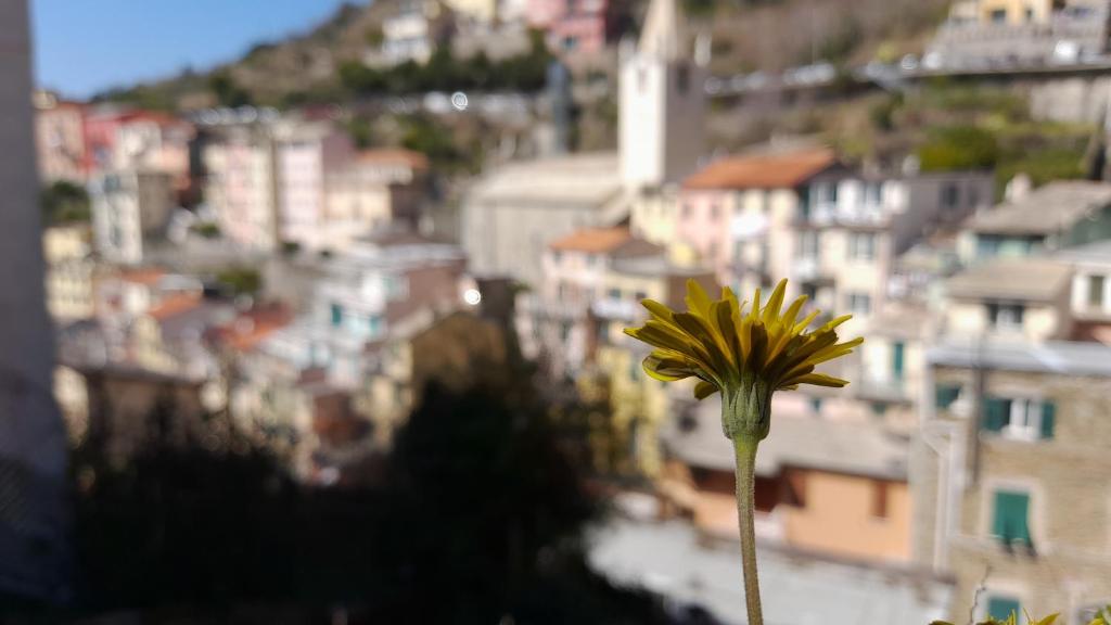 una flor amarilla delante de una ciudad en Casa vacanze Riomaggiore, en Riomaggiore