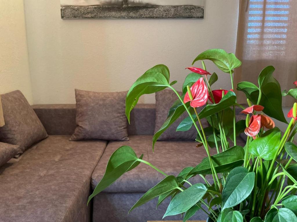 a living room with a couch and a plant at Studio Apartment Dona in Trogir
