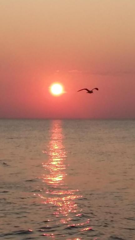 a bird flying over the ocean at sunset at Apartament dla Ciebie in Sztutowo