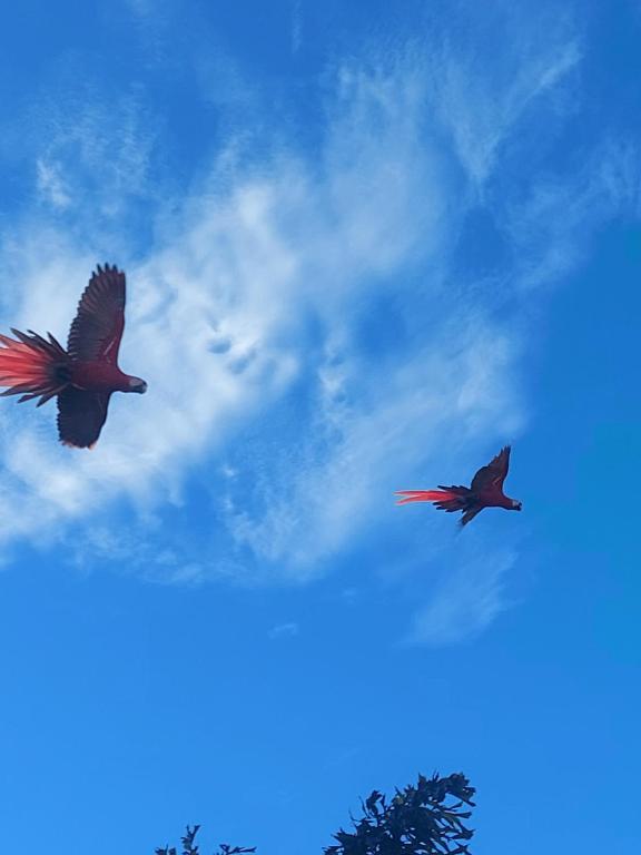 two birds are flying in the sky at Hotel Sueños de María in Uvita