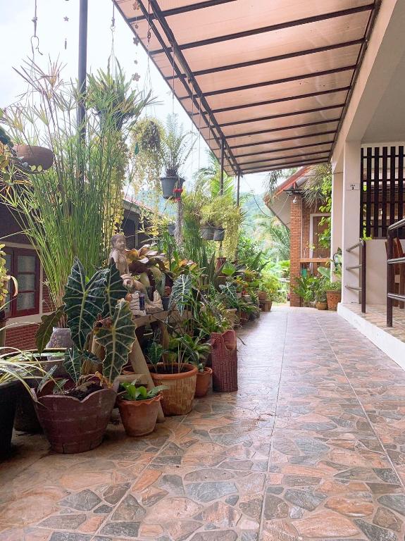 eine Terrasse mit einem Haufen Topfpflanzen in der Unterkunft Sabye~Sabye in Ko Tao