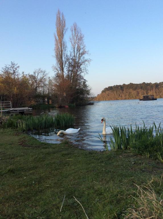 two swans swimming in the water on a lake at Logement Climatisé Erdre Rivière in La Chapelle-sur-Erdre