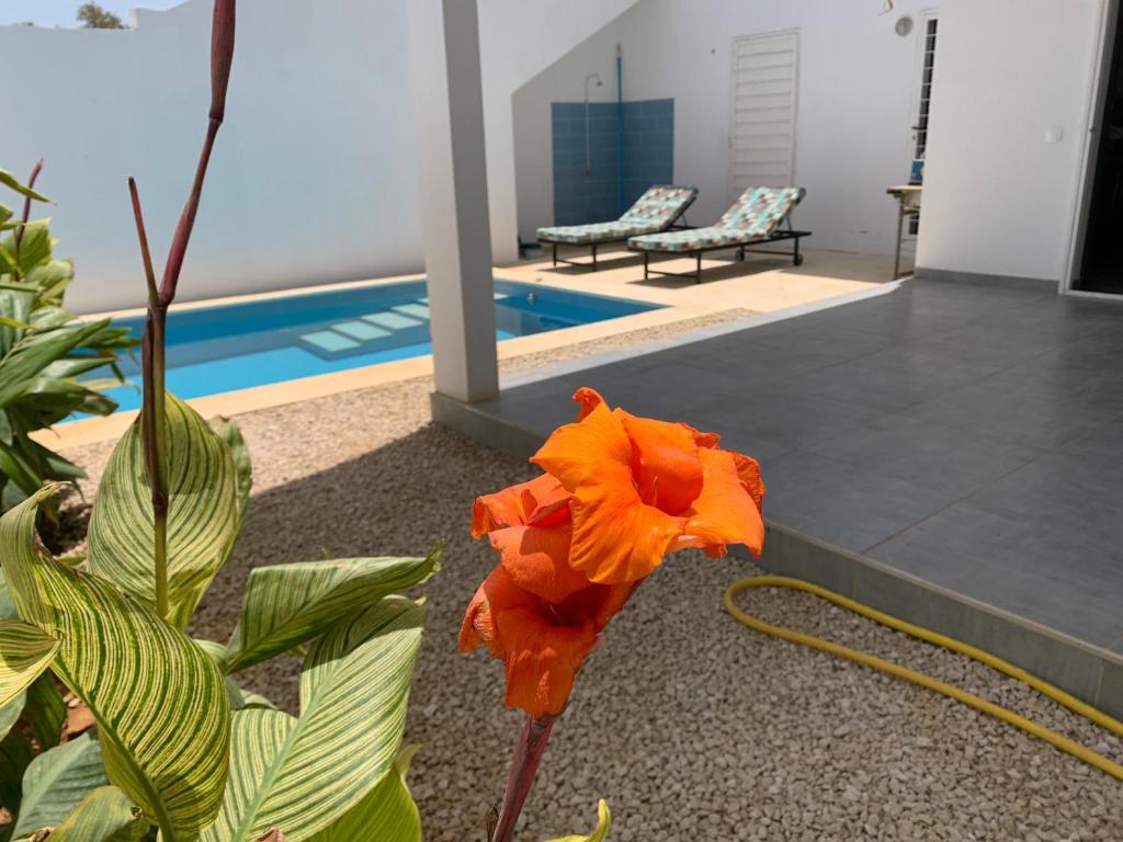 an orange flower in a room with a pool at Les Hirondelles in Ngaparou