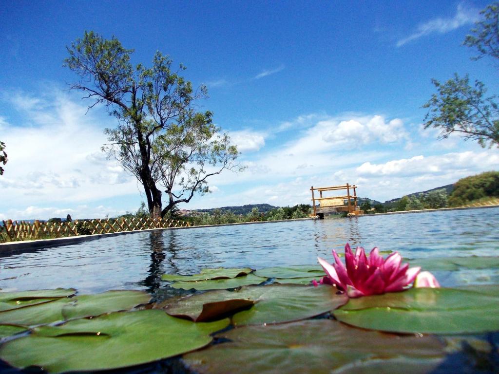 um lírio de água rosa no meio de um lago em Agriturismo Il Poderino em Bibbona