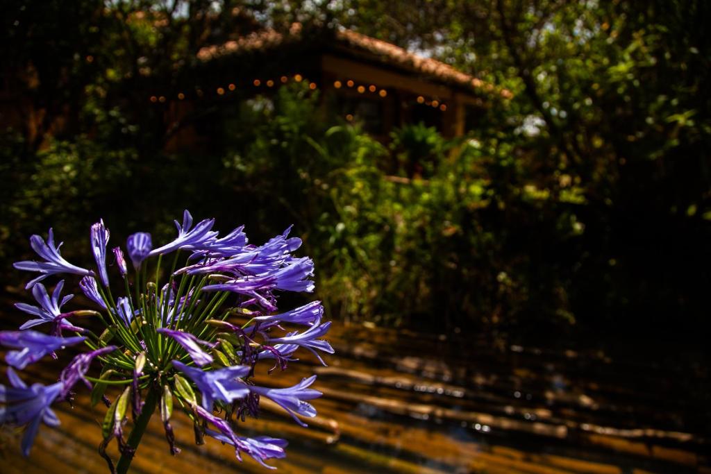 a purple flower sitting on top of a wooden bench at Clavellino House Campestre-Villa de Leyva-WIFI in Villa de Leyva