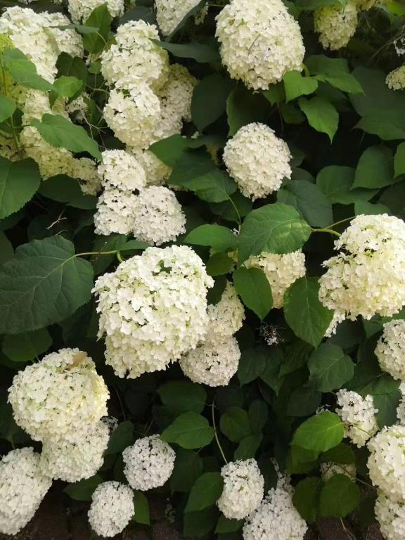 a bush of white flowers with green leaves at Lily's garden in Charlottetown