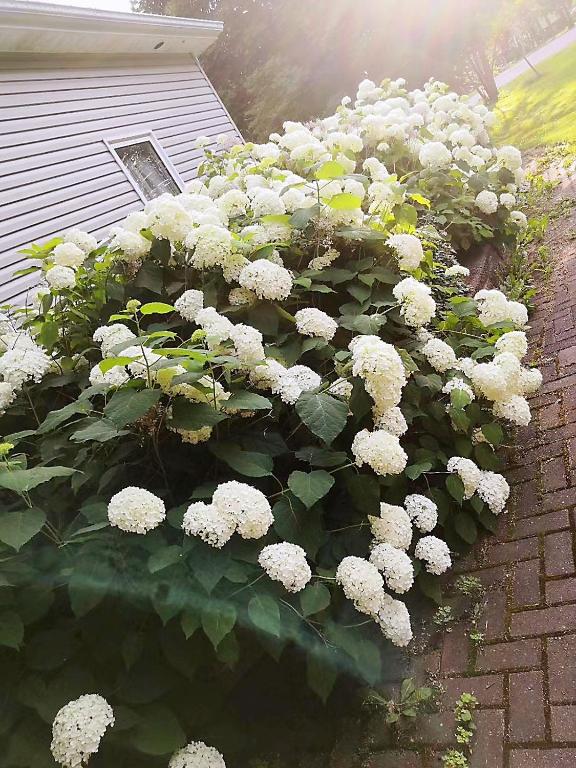 a bunch of white flowers on the side of a building at Lily's garden in Charlottetown