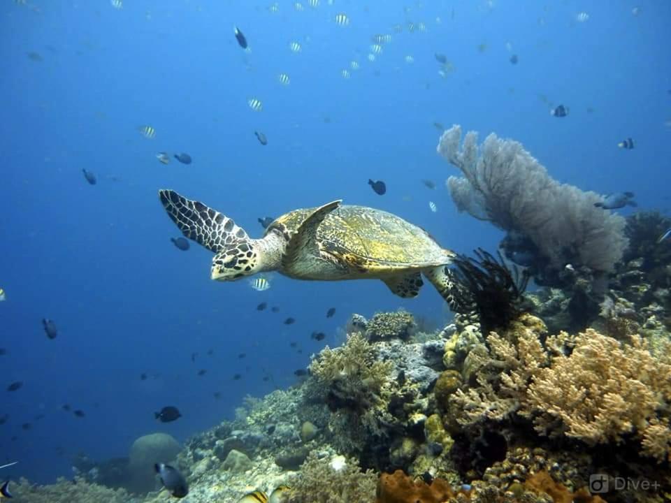 Afbeelding uit fotogalerij van Putu Guest House Pemuteran in Pemuteran