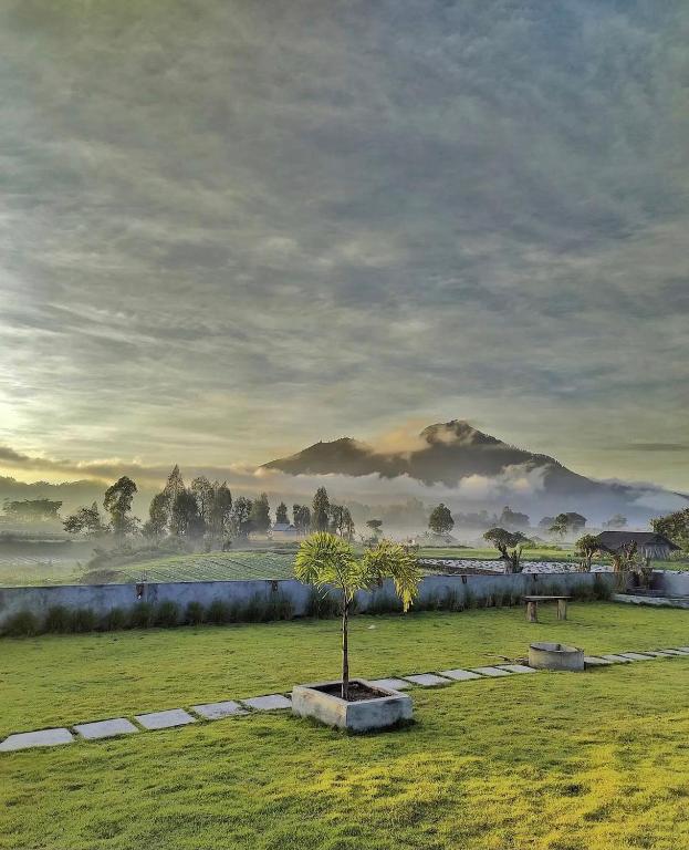 a tree in a field with a mountain in the background at Bukit Catu Bungalows in Kintamani