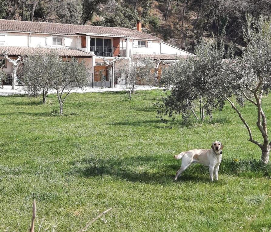 a dog standing in the grass in a field at Le Mas des Oliviers in Puget