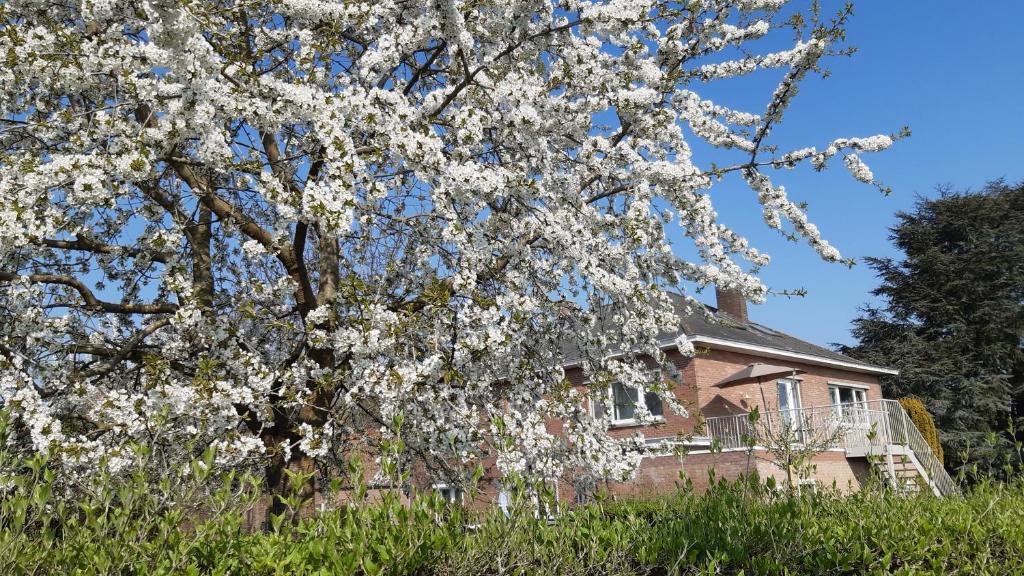 KortessemにあるDe tuin van Agathaの白花の木