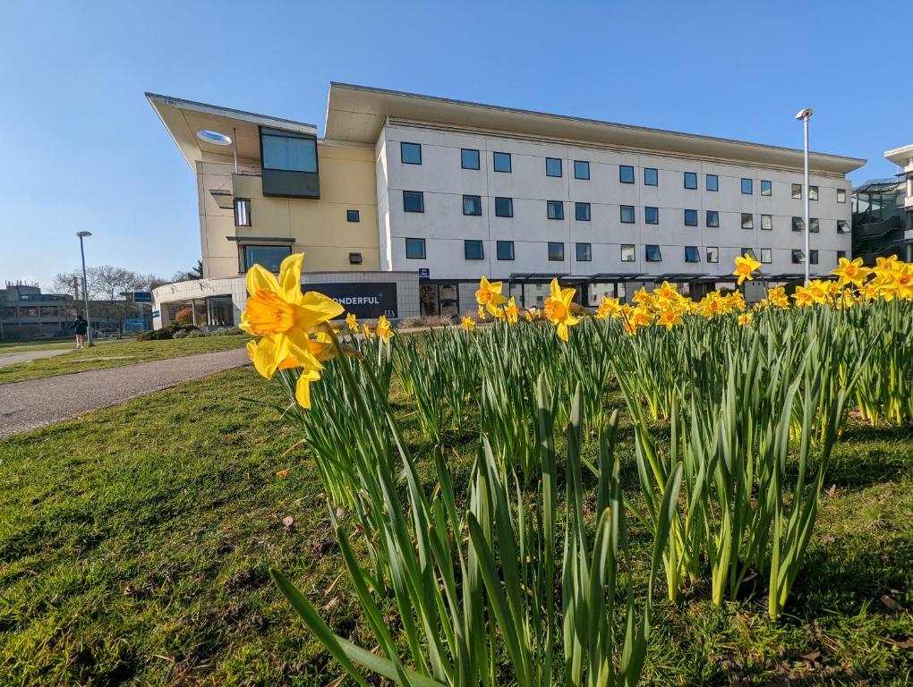 a field of daffodils in front of a building at Broadview Lodge in Norwich