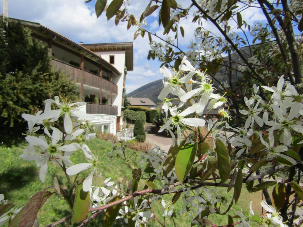 a tree with white flowers in front of a building at Natur Pur Hotel Unterpichl in Ultimo